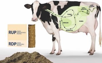 Feeding of cows with Rumen Undegraded Protein (RUP) during pregnancy