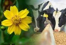 Niger: Feed for milch animals