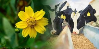 Niger: Feed for milch animals