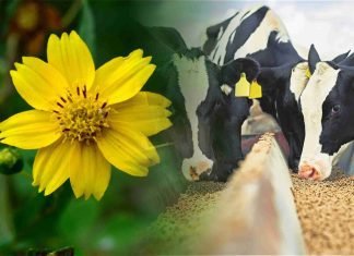 Niger: Feed for milch animals