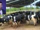 Kapila Krishi Udyog scaling to new heights in India’s cattle feed industry