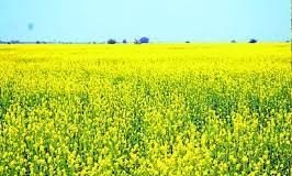 Gorlinka as a protein substitute in livestock feed