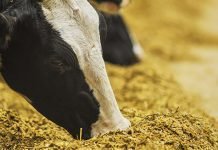 Accessibility of Zinc from various supplemental forms to dairy animal’s metabolism and their production