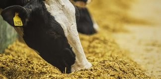 Accessibility of Zinc from various supplemental forms to dairy animal’s metabolism and their production