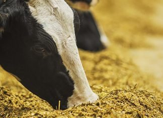 Accessibility of Zinc from various supplemental forms to dairy animal’s metabolism and their production