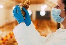 Kemin Launches, Resilient Intestinal Health solution, ENTEROSURE™