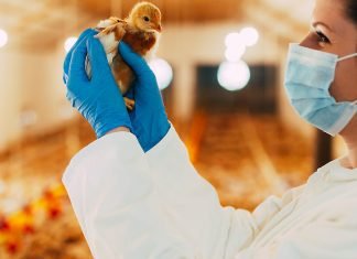 Kemin Launches, Resilient Intestinal Health solution, ENTEROSURE™