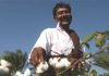 Indian farmer switching to cotton, soya, and sugarcane from coarse cereals