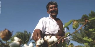 Indian farmer switching to cotton, soya, and sugarcane from coarse cereals