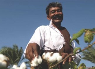 Indian farmer switching to cotton, soya, and sugarcane from coarse cereals