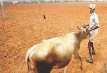Fodder availability – A prime concern for the Indian Dairy sector