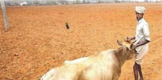 Fodder availability – A prime concern for the Indian Dairy sector