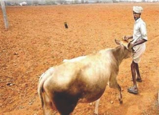 Fodder availability – A prime concern for the Indian Dairy sector