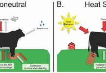 Heat stress in dairy animals and the measures to reduce it