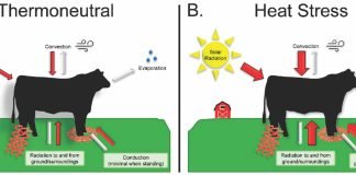 Heat stress in dairy animals and the measures to reduce it