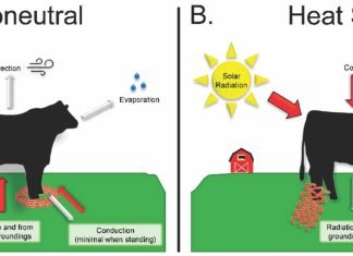 Heat stress in dairy animals and the measures to reduce it