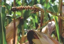 Strategies for dealing with mycotoxins at the farm and feed mill level