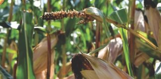 Strategies for dealing with mycotoxins at the farm and feed mill level