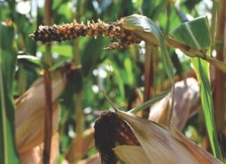 Strategies for dealing with mycotoxins at the farm and feed mill level