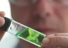 Phytogenics in India – Present and future trends