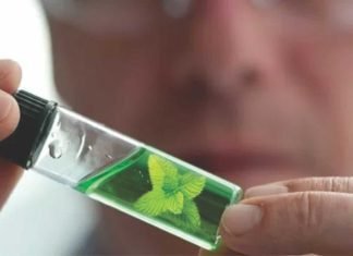 Phytogenics in India – Present and future trends
