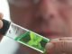 Phytogenics in India – Present and future trends