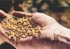 Prevalence of Mycotoxin Contamination in India & composite mitigation strategies