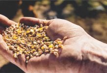 Prevalence of Mycotoxin Contamination in India & composite mitigation strategies