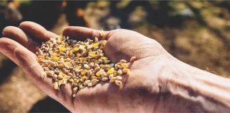 Prevalence of Mycotoxin Contamination in India & composite mitigation strategies