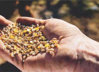 Prevalence of Mycotoxin Contamination in India & composite mitigation strategies
