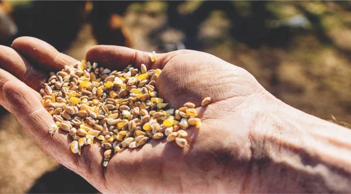 Prevalence of Mycotoxin Contamination in India & composite mitigation strategies