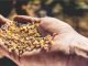 Prevalence of Mycotoxin Contamination in India & composite mitigation strategies