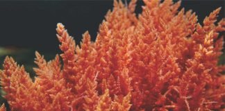 Red seaweed – A potential ingredient in Animal Feed gets funding from BASF Venture Capital & Aqua-Spark