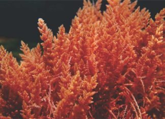 Red seaweed – A potential ingredient in Animal Feed gets funding from BASF Venture Capital & Aqua-Spark