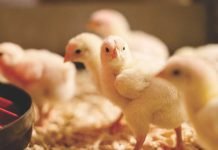 ROLE OF PHYTOGENICS IN POULTRY NUTRITION