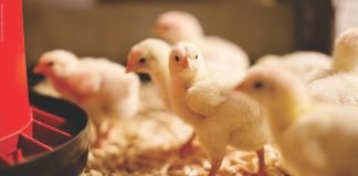 ROLE OF PHYTOGENICS IN POULTRY NUTRITION