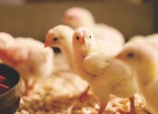 ROLE OF PHYTOGENICS IN POULTRY NUTRITION