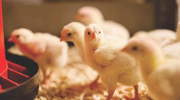 ROLE OF PHYTOGENICS IN POULTRY NUTRITION