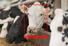 Indian facial recognition technology for cows