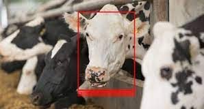 Indian facial recognition technology for cows
