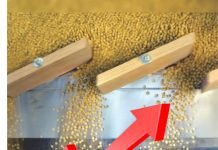 Increase in soybean prices after stock limit removal