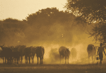 Impact of Climate Change on Livestock Farming