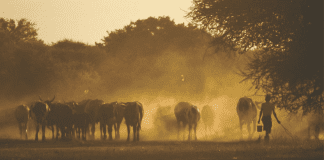 Impact of Climate Change on Livestock Farming