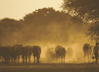 Impact of Climate Change on Livestock Farming