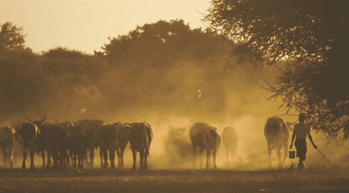 Impact of Climate Change on Livestock Farming
