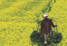 Another GM crop gets clearance for commercial use in India