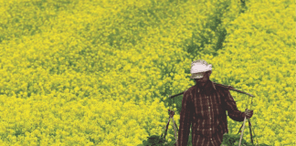 Another GM crop gets clearance for commercial use in India