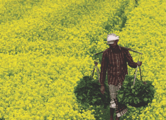 Another GM crop gets clearance for commercial use in India