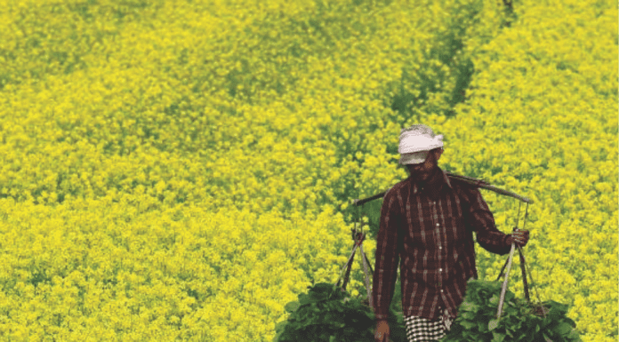 Another GM crop gets clearance for commercial use in India