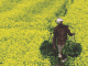 Another GM crop gets clearance for commercial use in India